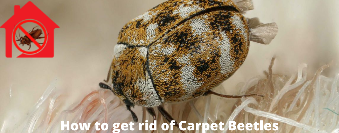 Tips and Tricks to Get Rid of Carpet Beetles | Beetle Removal Ideas