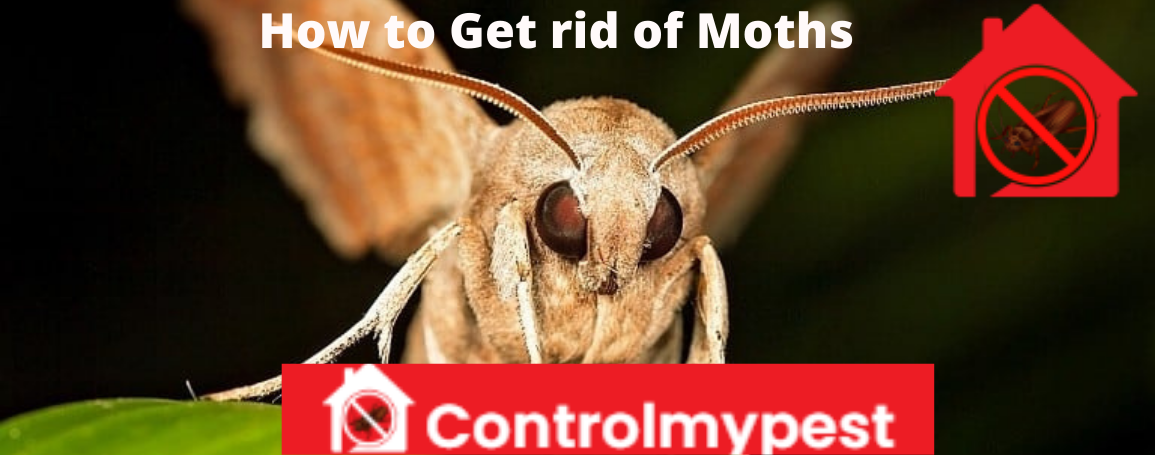 Best Pest Control & Removal Tips @ Control My Pest