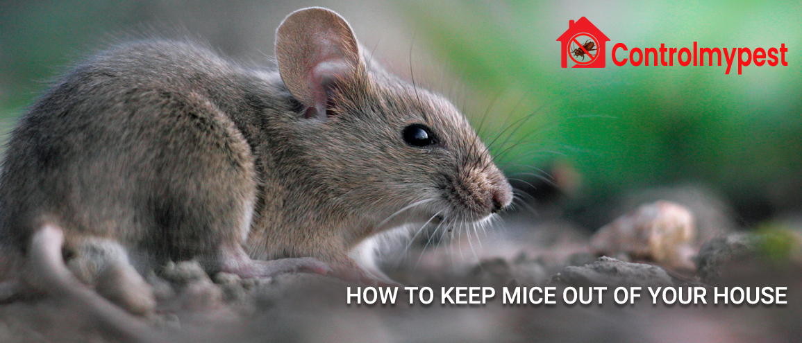 keep mice out of your house, mice extermination, get rid of mice