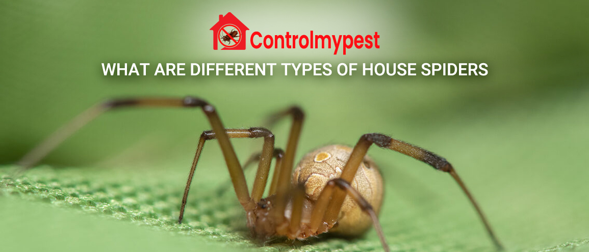 Know About Different Types of House Spiders & Get Rid of Them