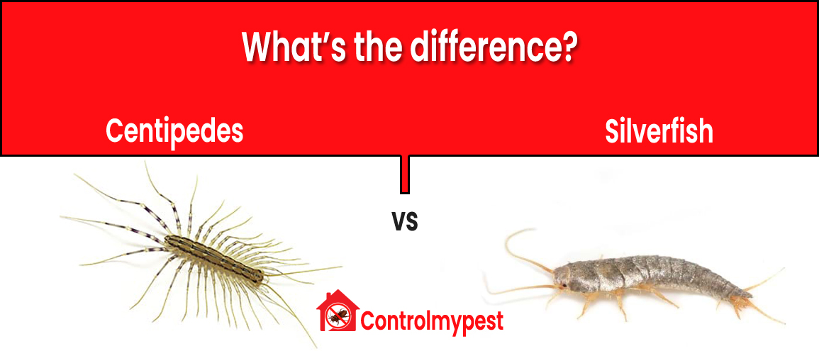  differences between centipedes vs silverfish, centipedes vs silverfish, distinguish between centipedes vs silverfish