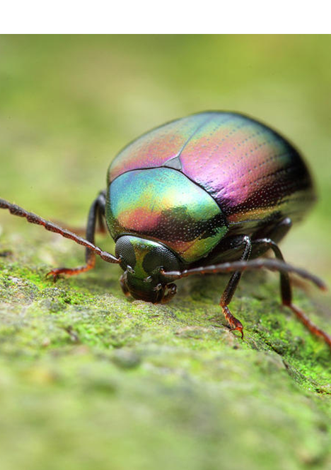 How to get rid of beetles