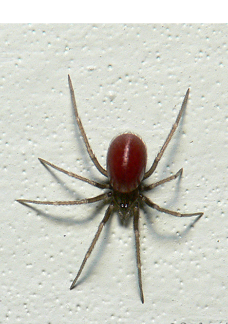 Red Spiders Pest Control