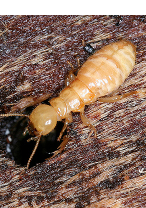 Pest Control Termites